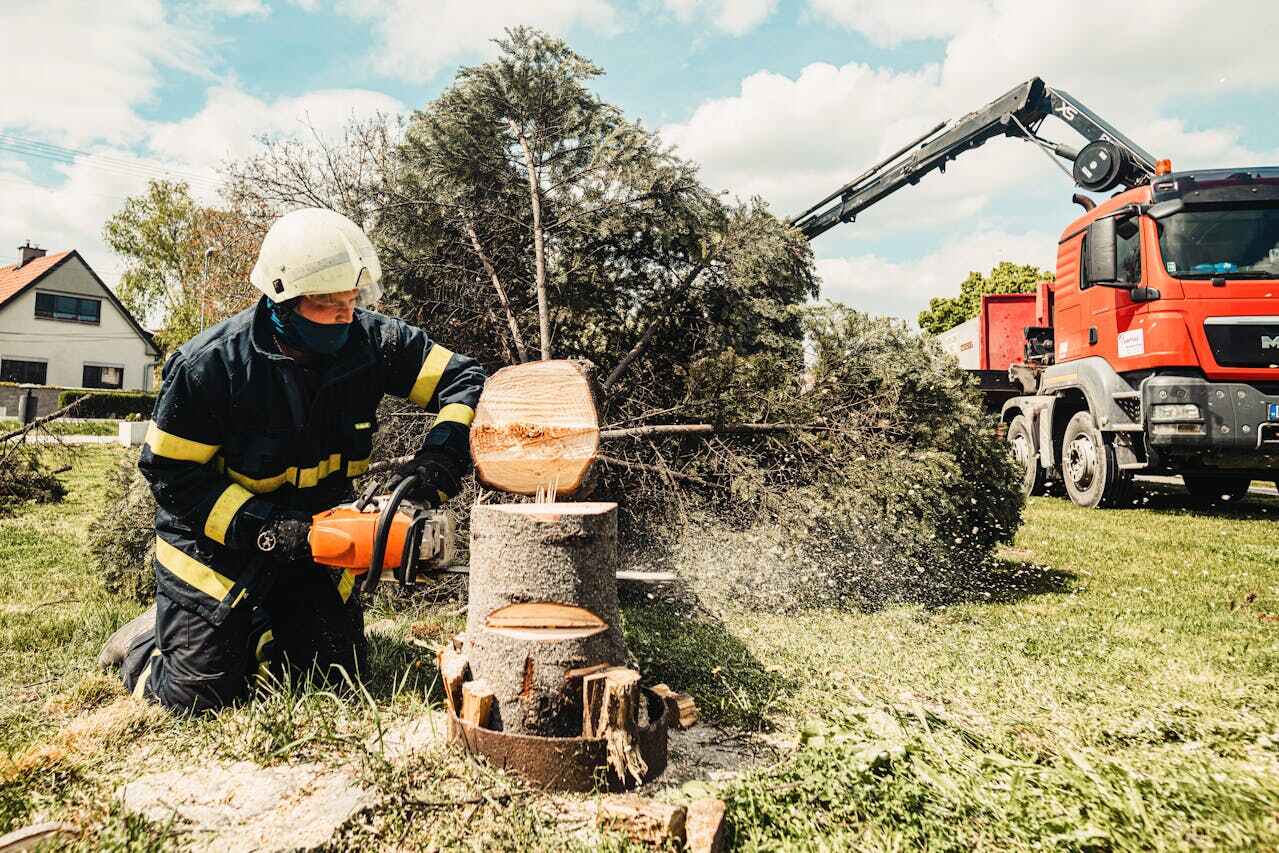 Best Tree Disease Treatment  in Miami Lakes, FL